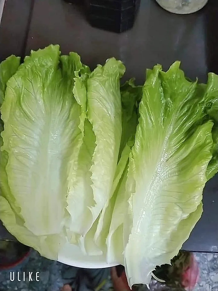 Bẹ xà lách Sanchu tươi giòn cuốn thịt nướng