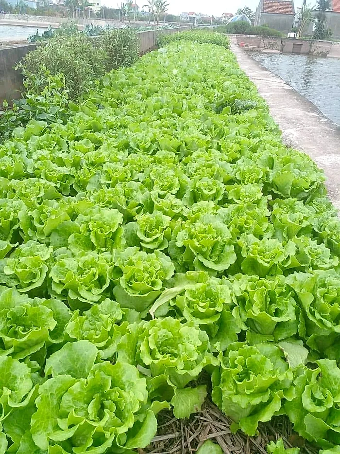 Luống xà lách Sanchu xanh tốt ngoài đồng