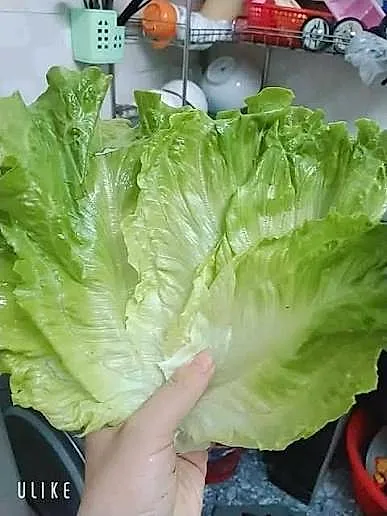Nắm bẹ xà lách rửa sạch trong bếp