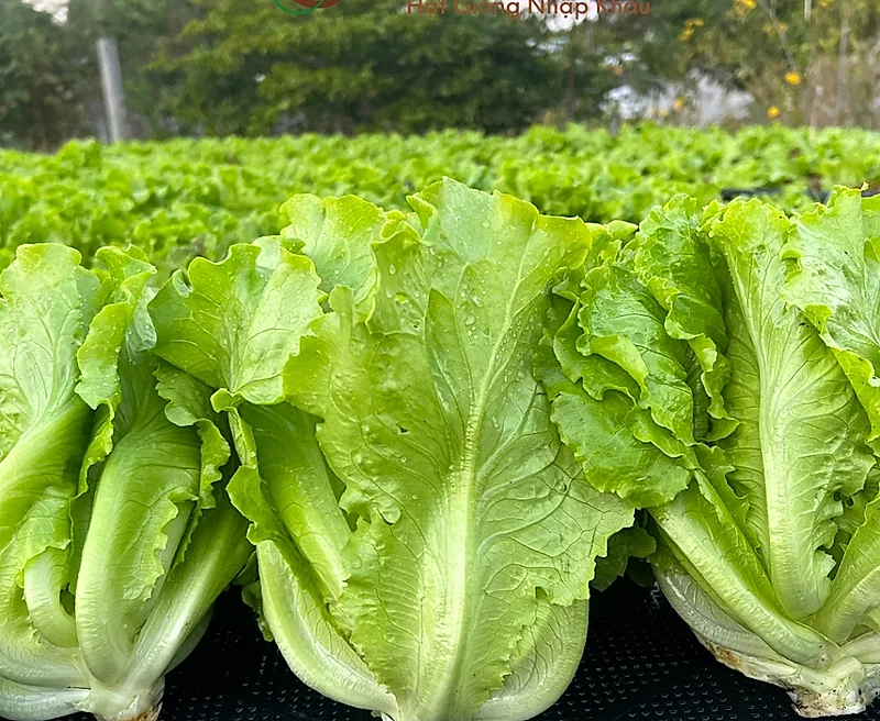 Lá xà lách cận cảnh