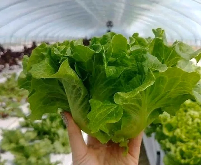Thu hoạch xà lách