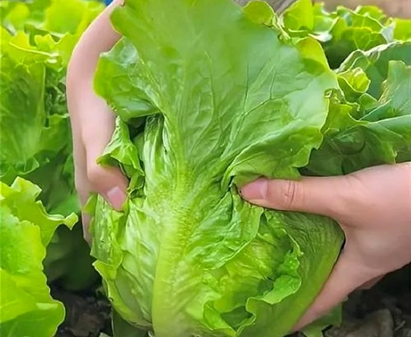 Xà lách Sanchu tươi