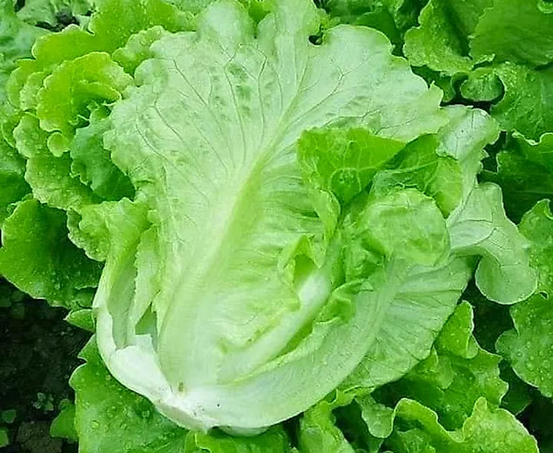 Salad Sanchu